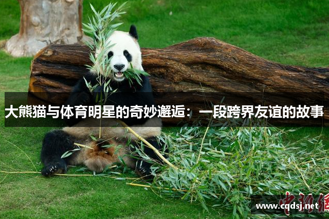 大熊猫与体育明星的奇妙邂逅：一段跨界友谊的故事